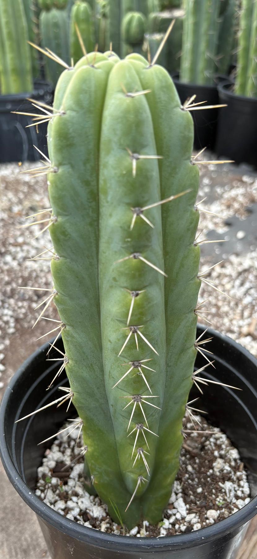 #EC203 EXACT Trichocereus Pachanoi Pomachanka OP from Chavin Cactus 10”-Cactus - Large - Exact-The Succulent Source
