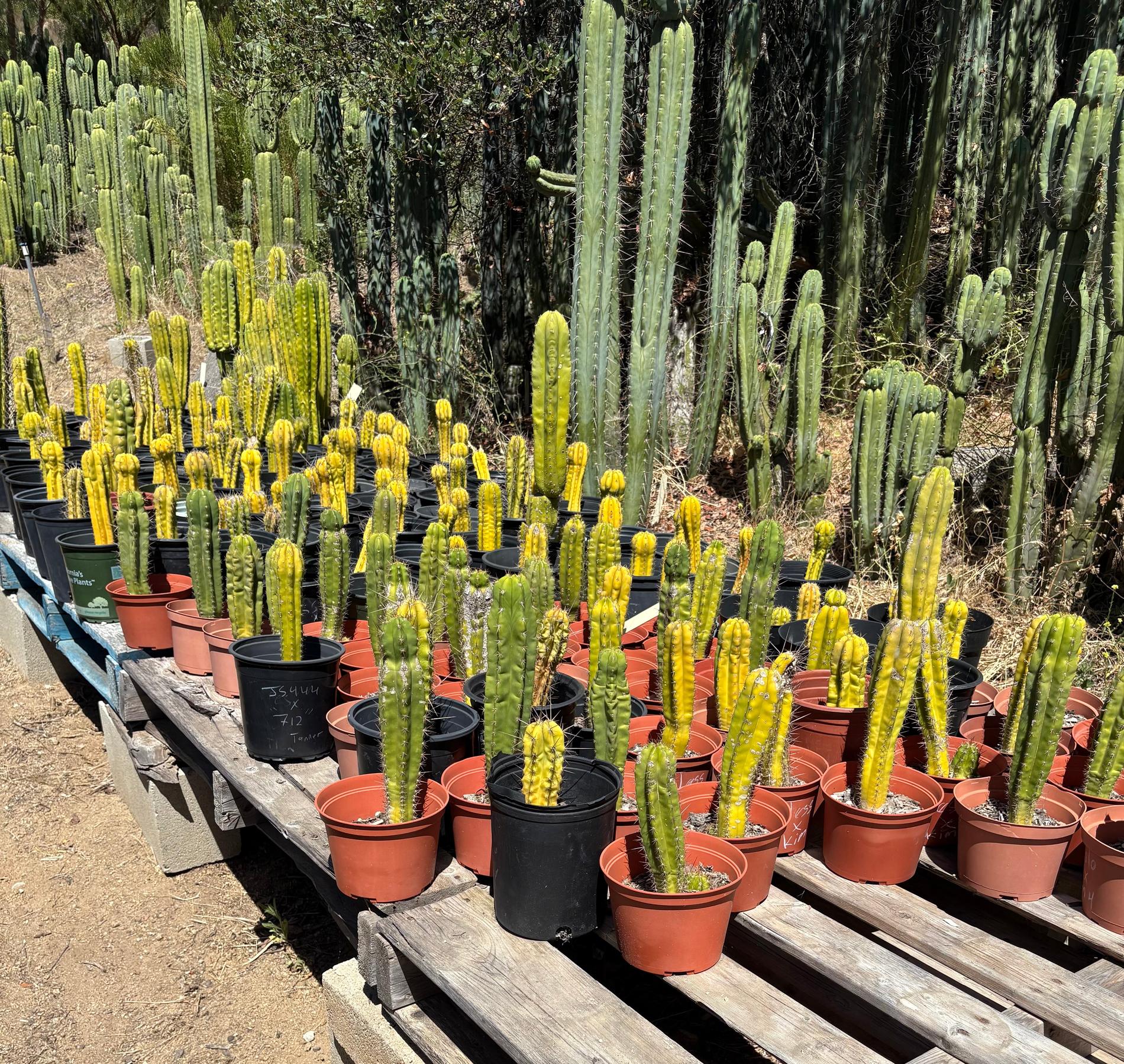 #EC203 EXACT Trichocereus Bargain 5 Potted Hybrid Special-Cactus - Large - Exact-The Succulent Source