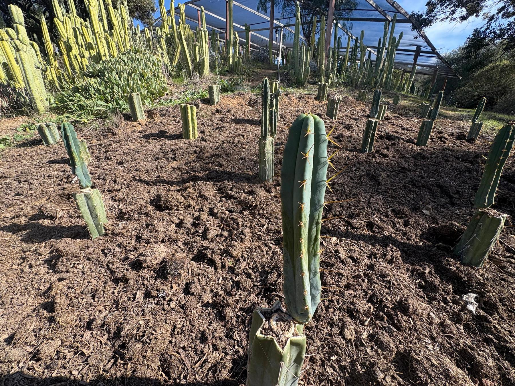 #EC204 EXACT Trichocereus Bridgesii Psychonaut aka Psycho Cactus Cutting 6”-Cactus - Large - Exact-The Succulent Source
