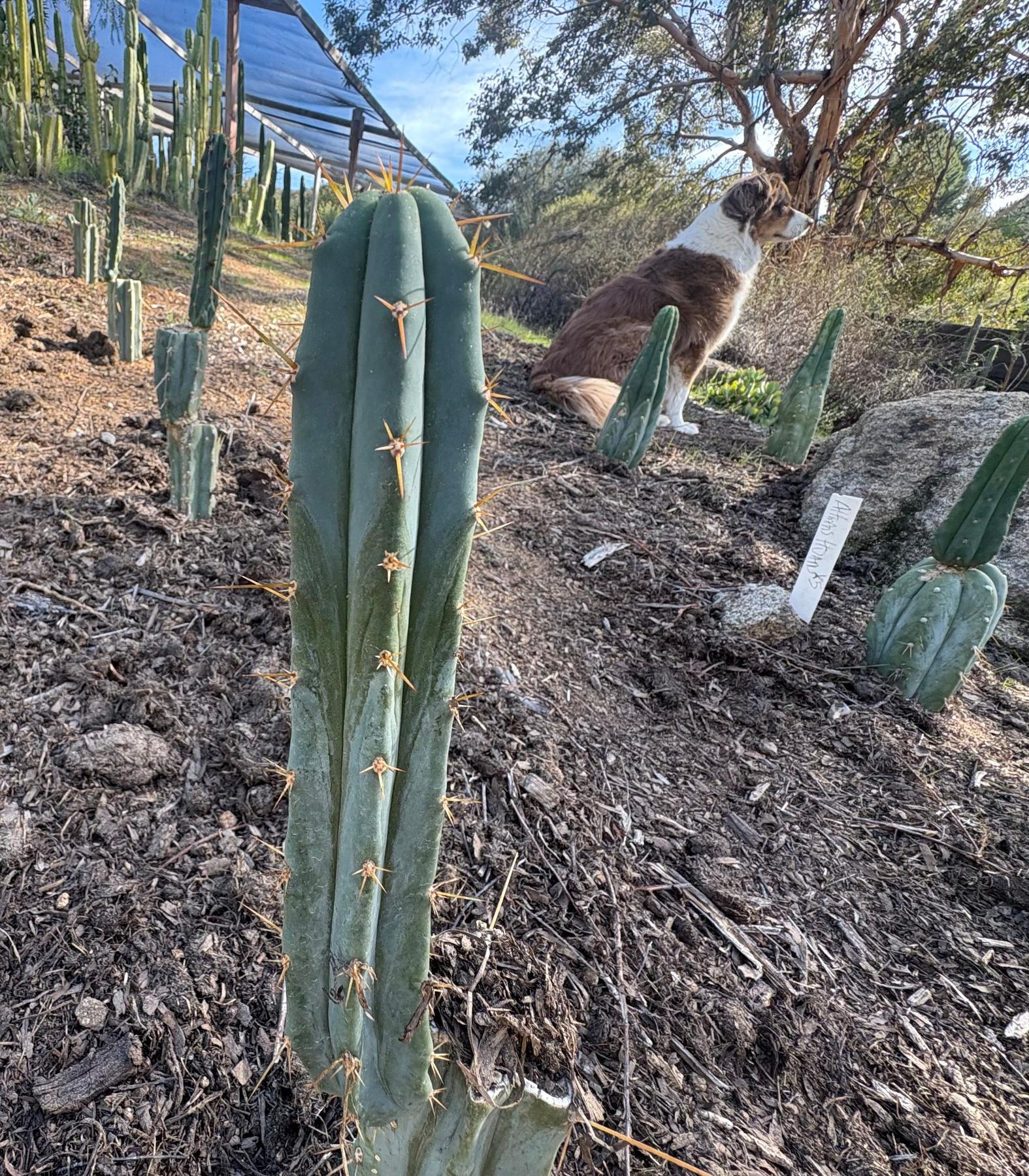 #EC204 EXACT Trichocereus Bridgesii Psychonaut aka Psycho Cactus Cutting 6”-Cactus - Large - Exact-The Succulent Source