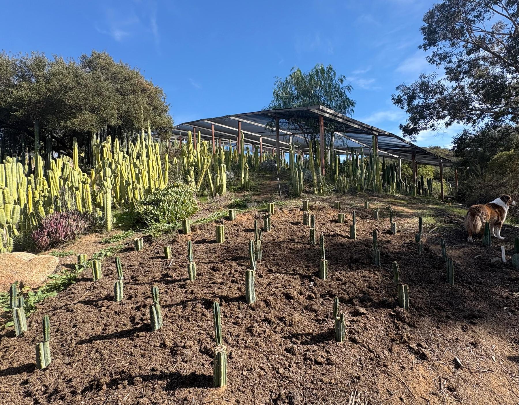 #EC204 EXACT Trichocereus Bridgesii Psychonaut aka Psycho Cactus Cutting 6”-Cactus - Large - Exact-The Succulent Source
