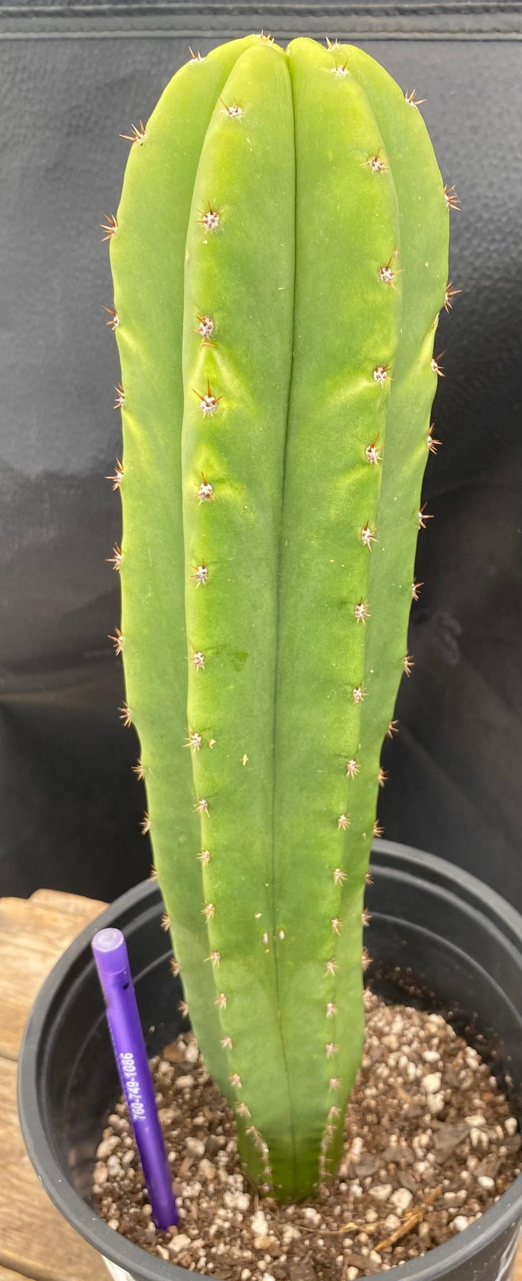 #EC204 EXACT Trichocereus Hybrid HZ X Malo4 Ornamental Cactus 13”-Cactus - Large - Exact-The Succulent Source