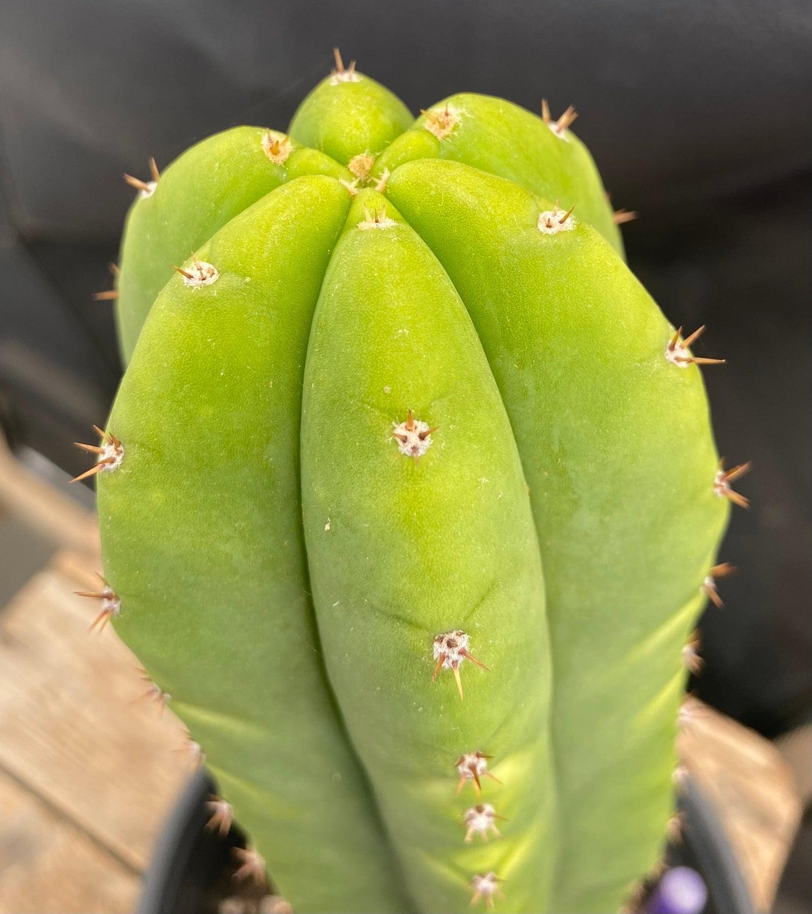 #EC204 EXACT Trichocereus Hybrid HZ X Malo4 Ornamental Cactus 13”-Cactus - Large - Exact-The Succulent Source