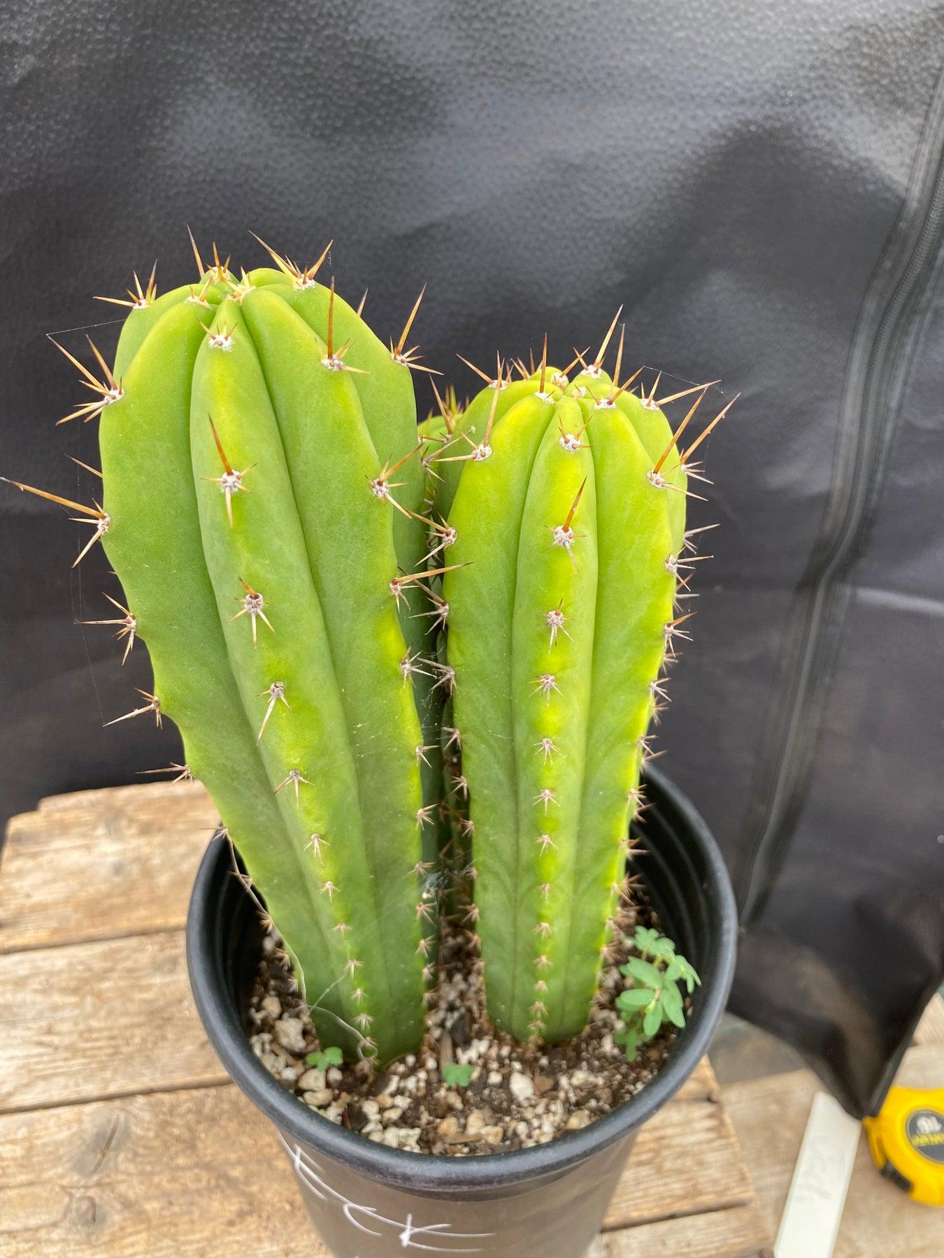 #EC205 EXACT Trichocereus Hybrid HZ X Malo4 Ornamental Cactus 10,9,7"-Cactus - Large - Exact-The Succulent Source