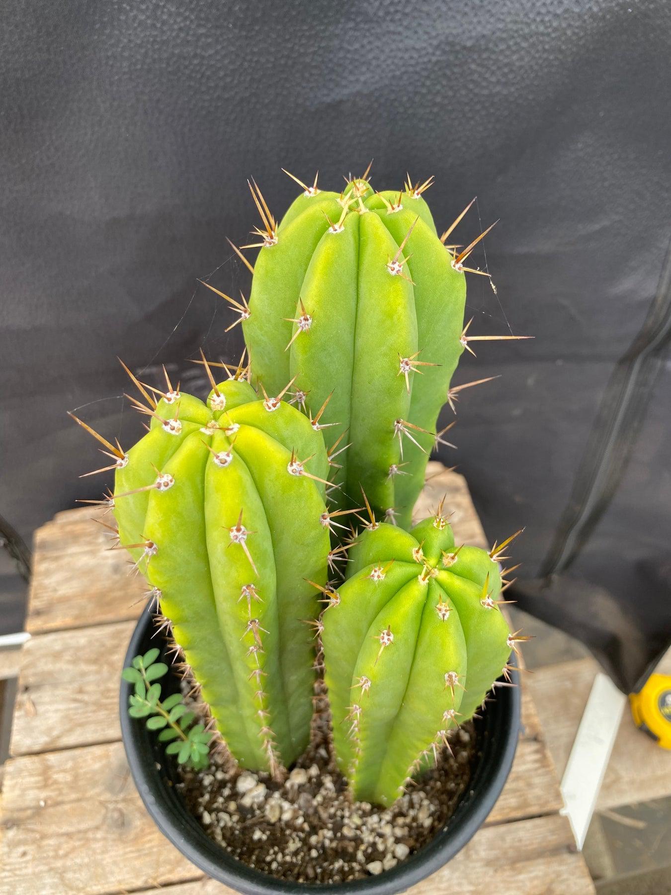 #EC205 EXACT Trichocereus Hybrid HZ X Malo4 Ornamental Cactus 10,9,7"-Cactus - Large - Exact-The Succulent Source