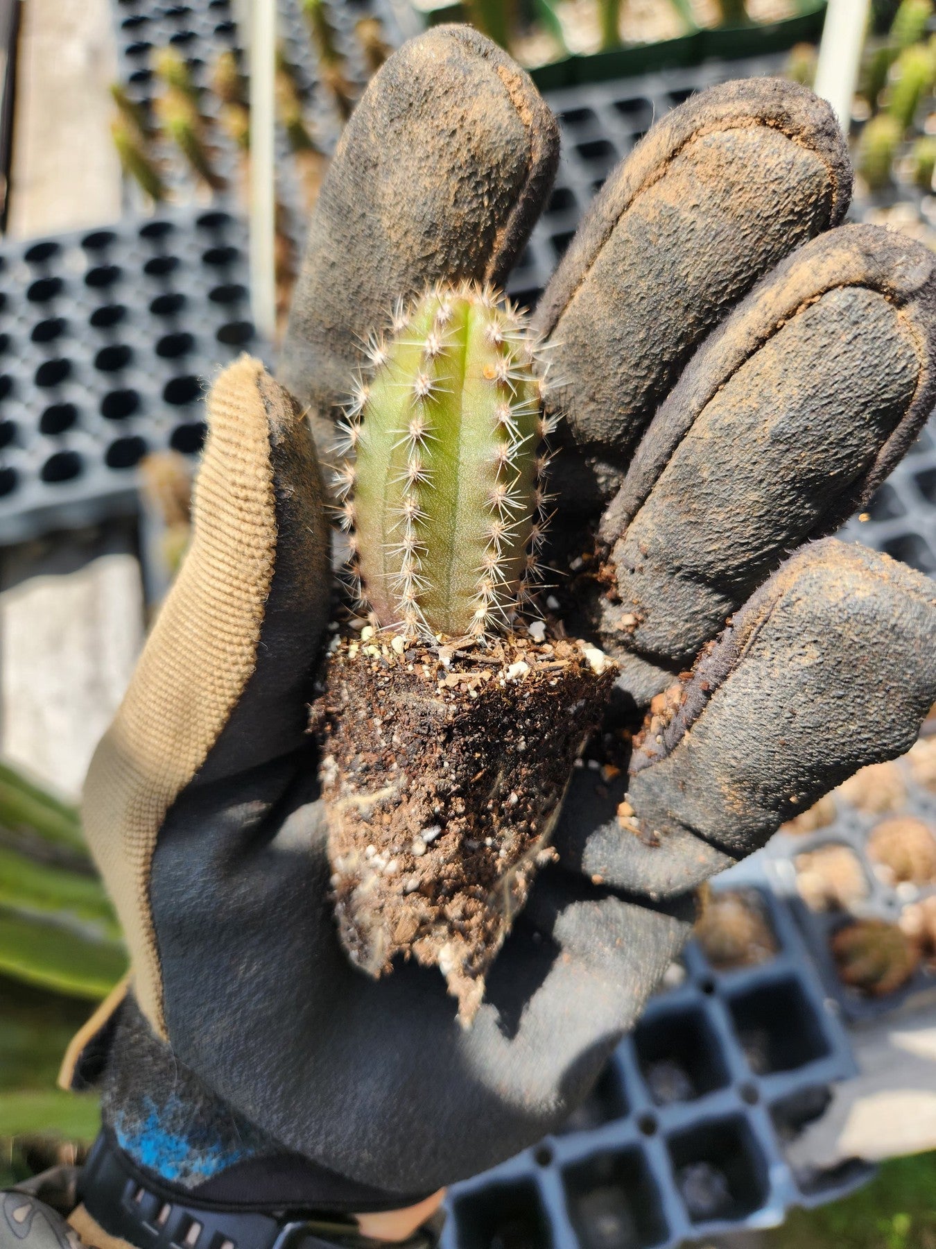 #EC206 EXACT Trichocereus Hybrid Scop X Peruvianus Martin Cactus Plugs-Cactus - Large - Exact-The Succulent Source