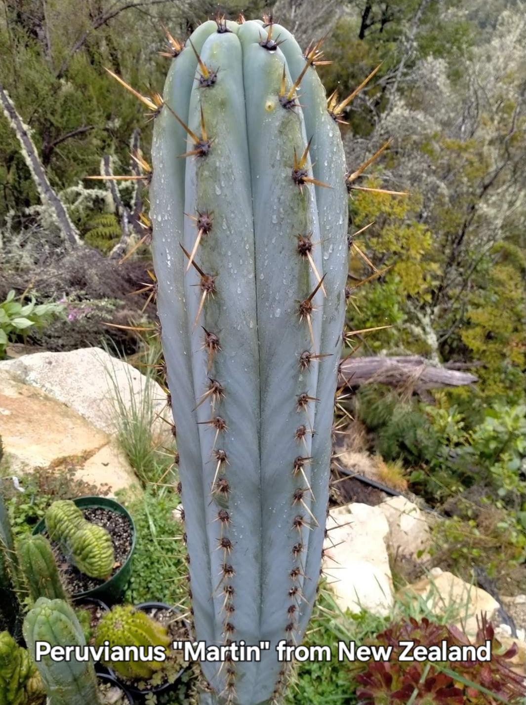 #EC206 EXACT Trichocereus Hybrid Scop X Peruvianus Martin Cactus Plugs-Cactus - Large - Exact-The Succulent Source