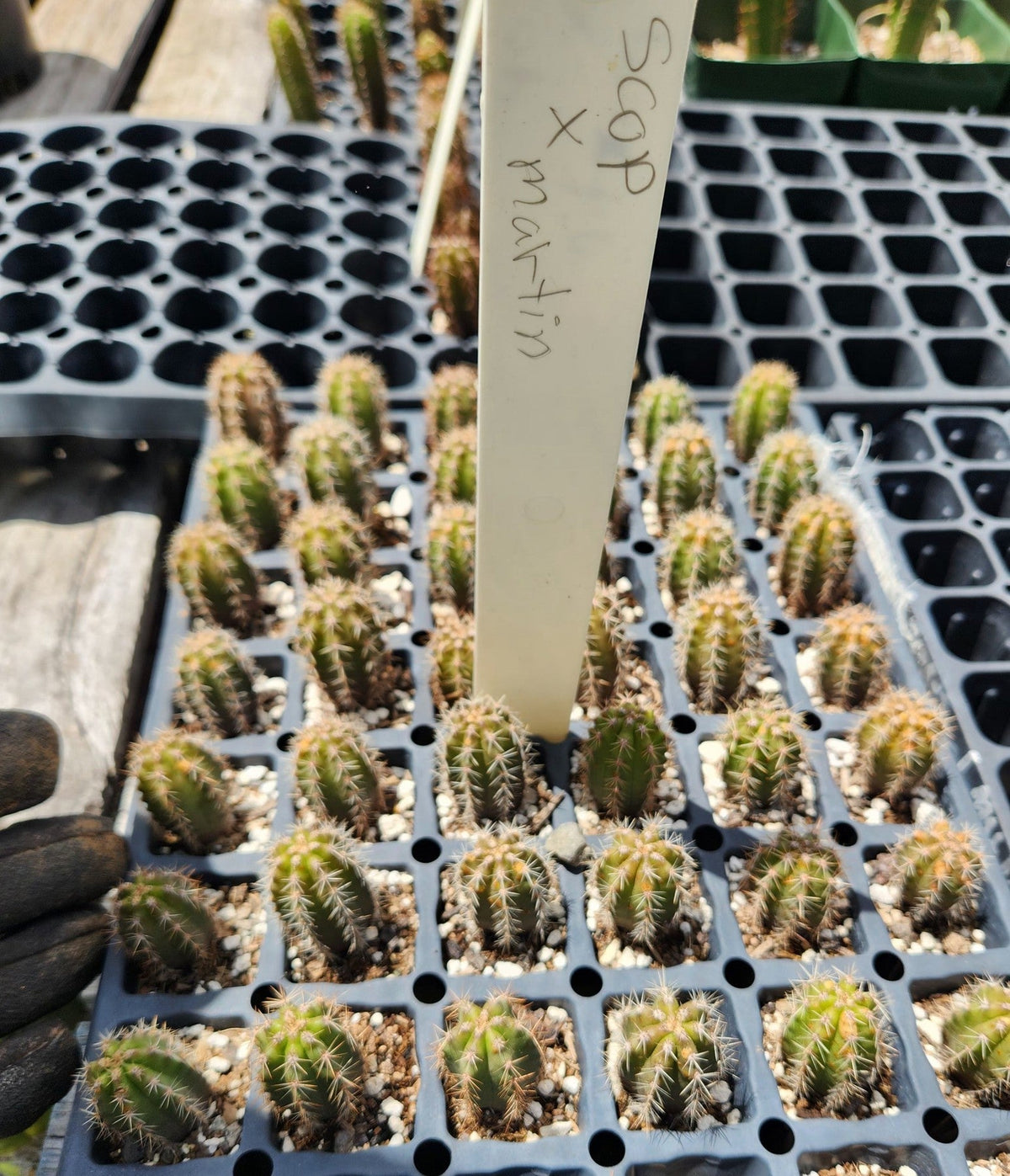 Peruvian Martin Peruvianus Trichocereus Cactus