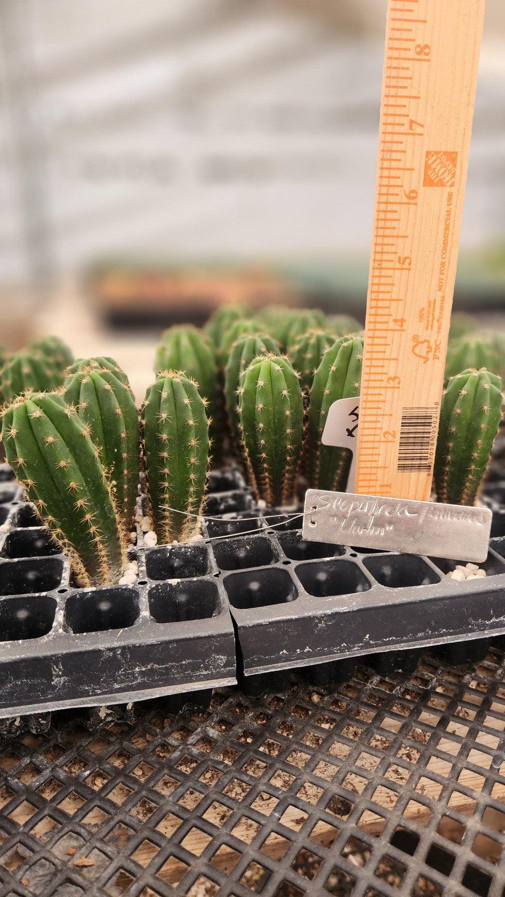 #EC206 EXACT Trichocereus Hybrid Scop X Peruvianus Martin Cactus Plugs-Cactus - Large - Exact-The Succulent Source