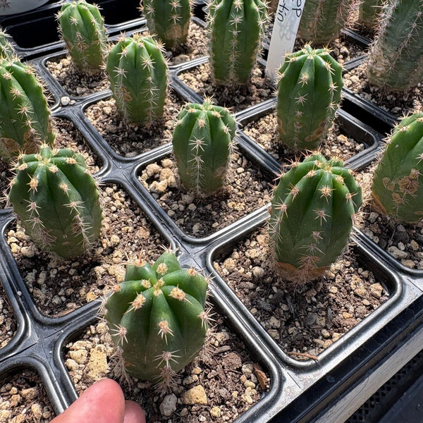 San Pedro Cactus for Sale Trichocereus - #EC206 Trichocereus