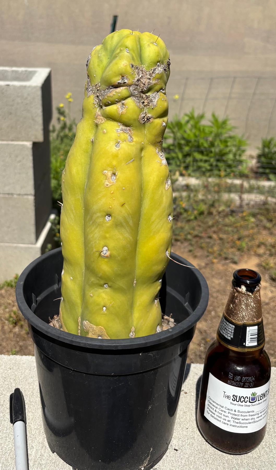 #EC209 EXACT Trichocereus-Cactus - Large - Exact-The Succulent Source