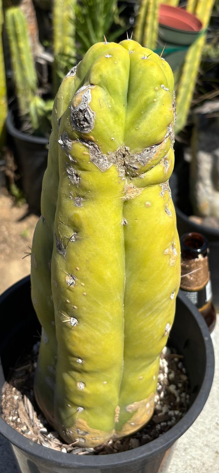 #EC209 EXACT Trichocereus-Cactus - Large - Exact-The Succulent Source