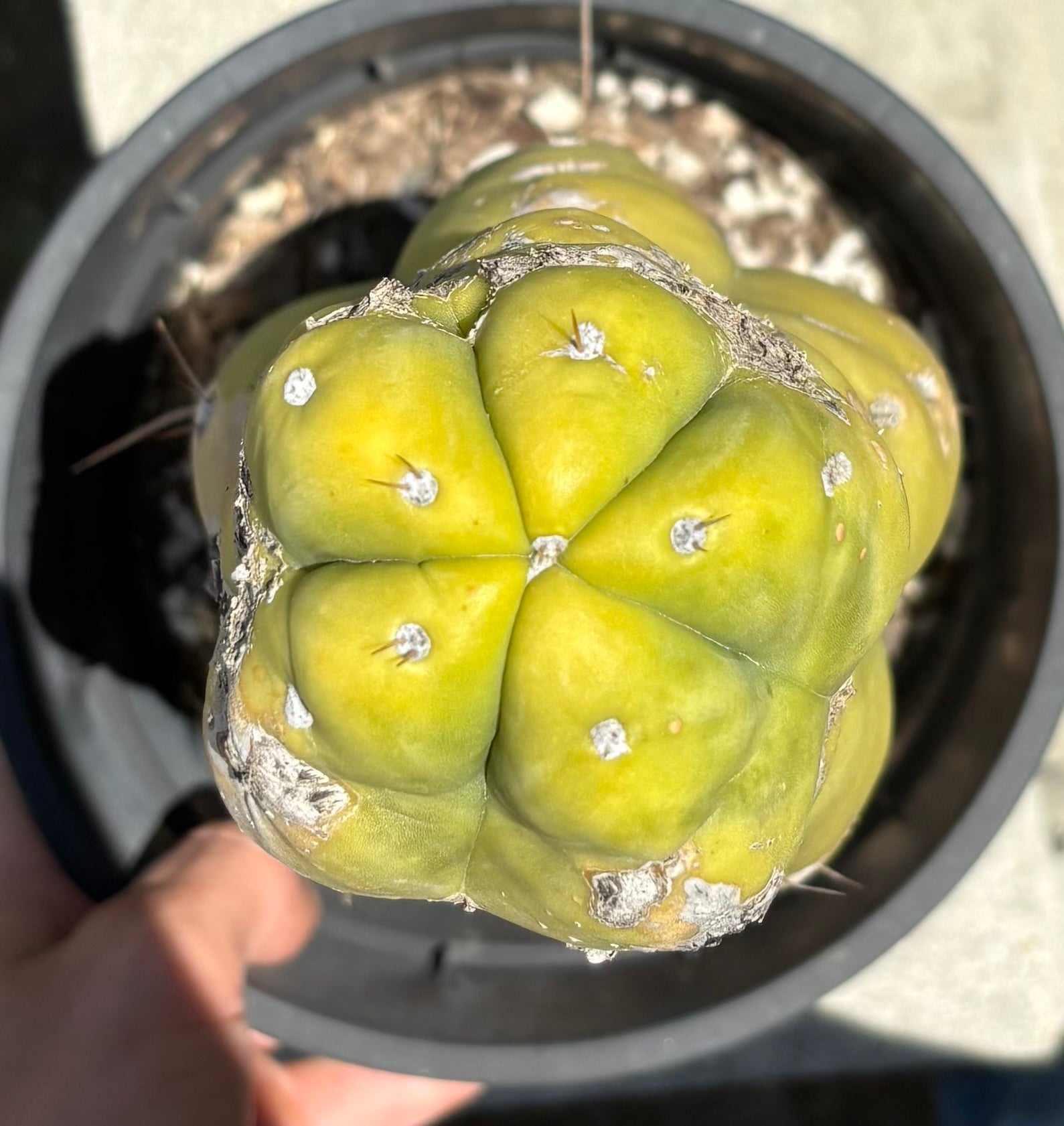 #EC209 EXACT Trichocereus-Cactus - Large - Exact-The Succulent Source