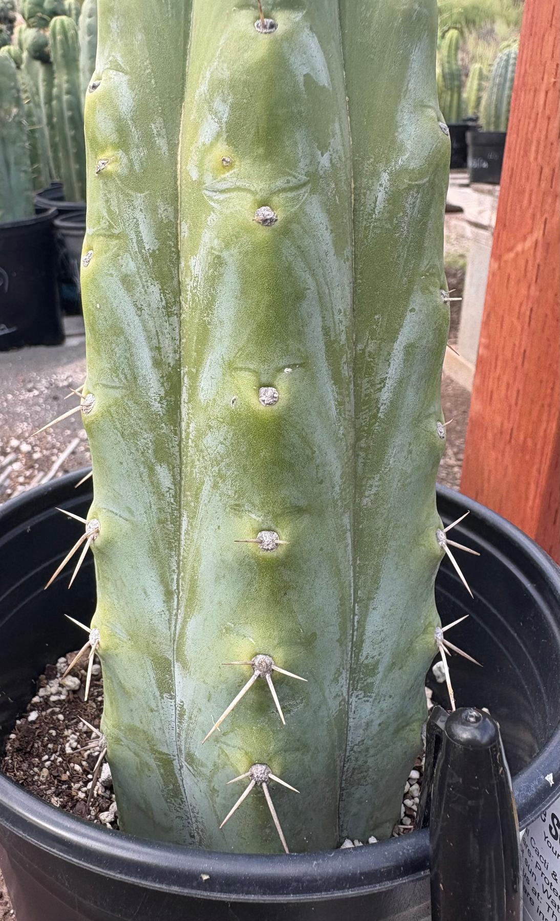 #EC207 EXACT Trichocereus Lost Label Ornamental Cactus 10”-Cactus - Large - Exact-The Succulent Source