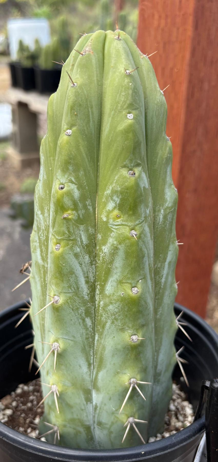#EC207 EXACT Trichocereus Lost Label Ornamental Cactus 10”-Cactus - Large - Exact-The Succulent Source