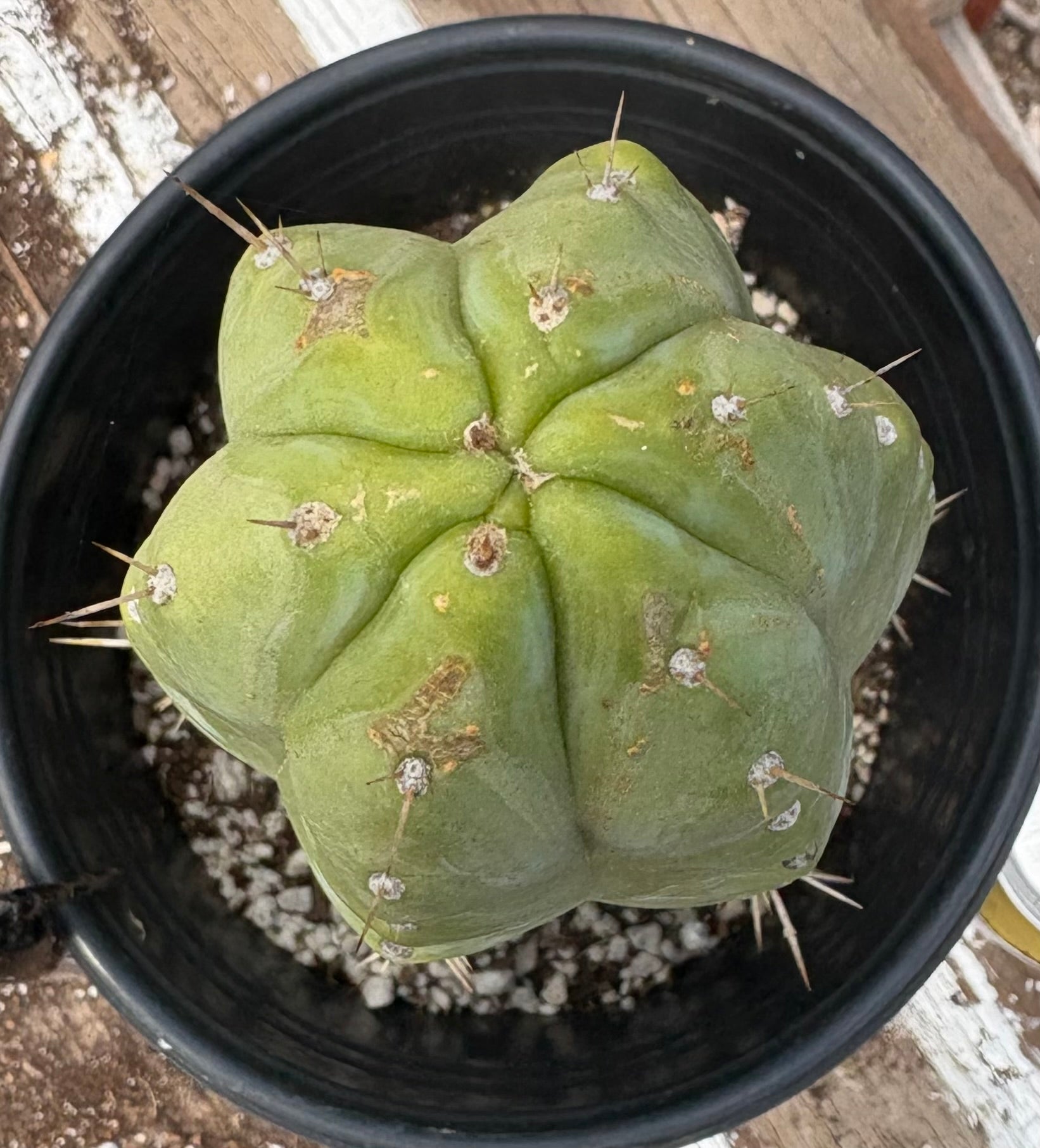 #EC207 EXACT Trichocereus Lost Label Ornamental Cactus 10”-Cactus - Large - Exact-The Succulent Source