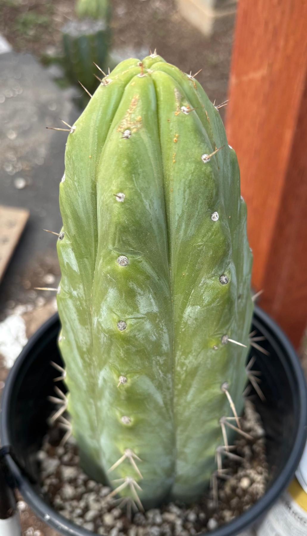 #EC207 EXACT Trichocereus Lost Label Ornamental Cactus 10”-Cactus - Large - Exact-The Succulent Source