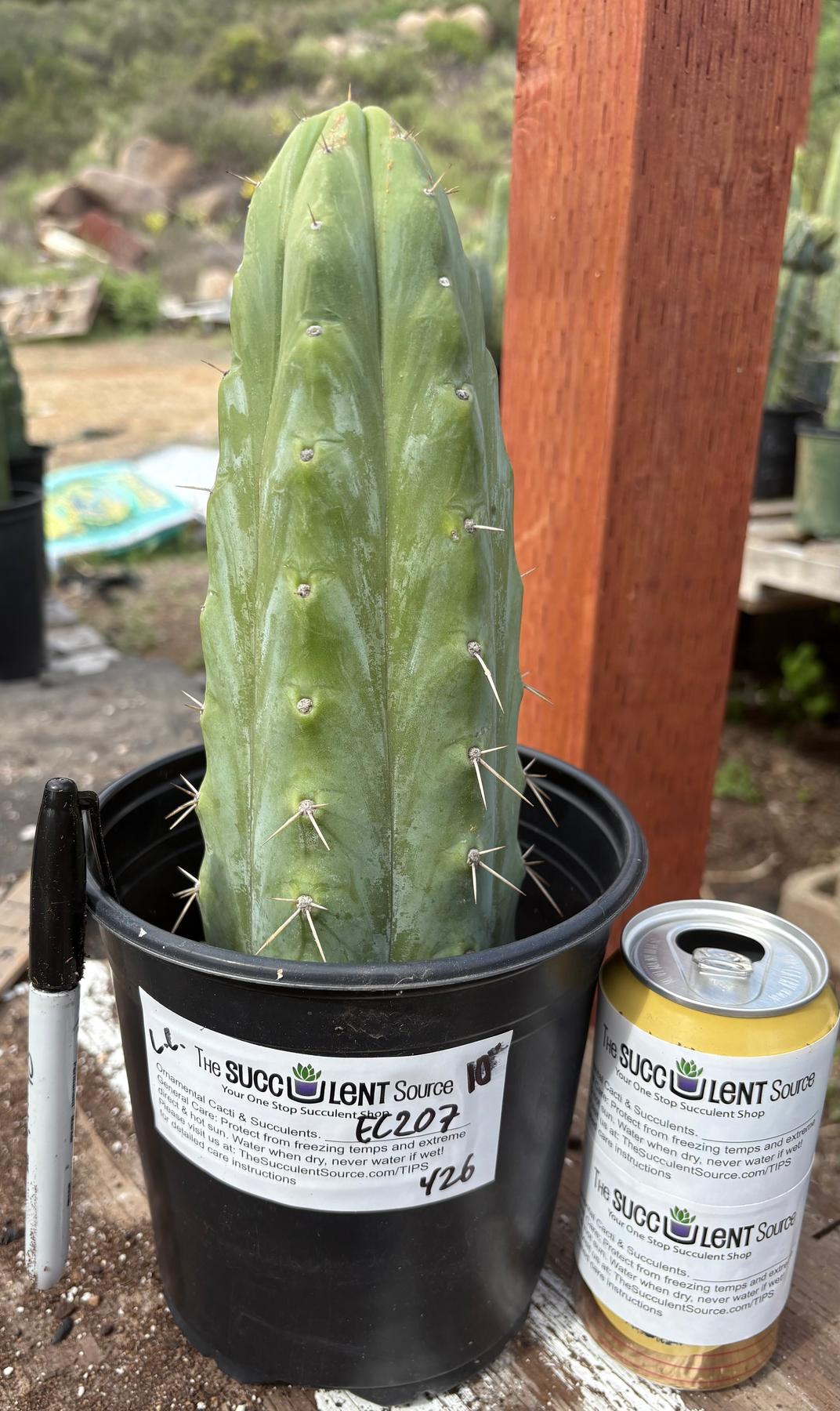 #EC207 EXACT Trichocereus Lost Label Ornamental Cactus 10”-Cactus - Large - Exact-The Succulent Source