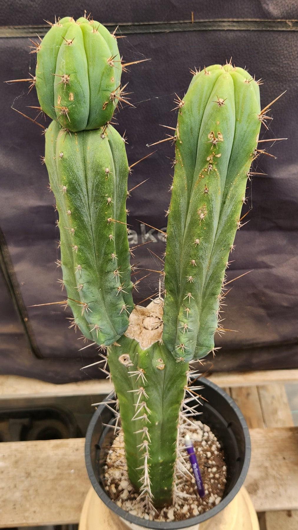 #EC207 EXACT Trichocereus Lost Label Ornamental Cactus 21.5”-Cactus - Large - Exact-The Succulent Source