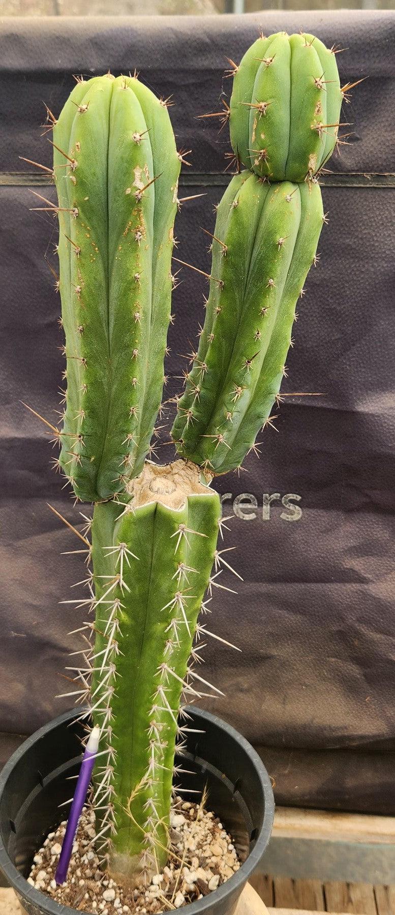 #EC207 EXACT Trichocereus Lost Label Ornamental Cactus 21.5”-Cactus - Large - Exact-The Succulent Source