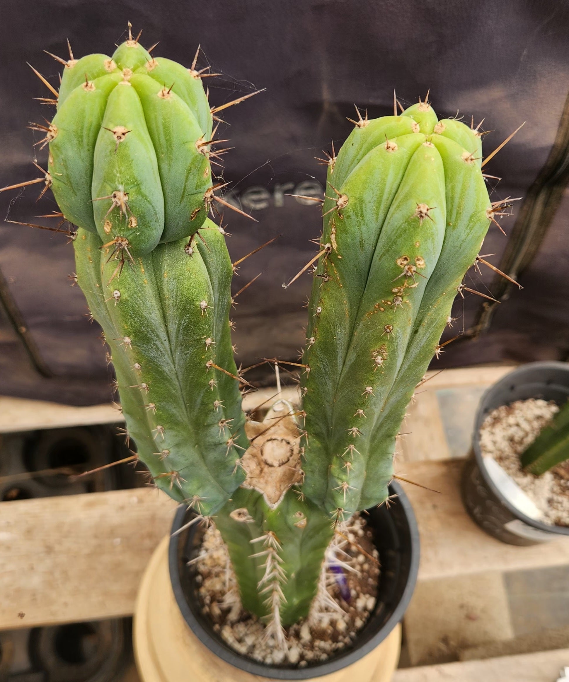 #EC207 EXACT Trichocereus Lost Label Ornamental Cactus 21.5”-Cactus - Large - Exact-The Succulent Source