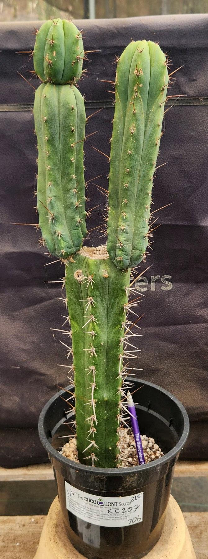 #EC207 EXACT Trichocereus Lost Label Ornamental Cactus 21.5”-Cactus - Large - Exact-The Succulent Source