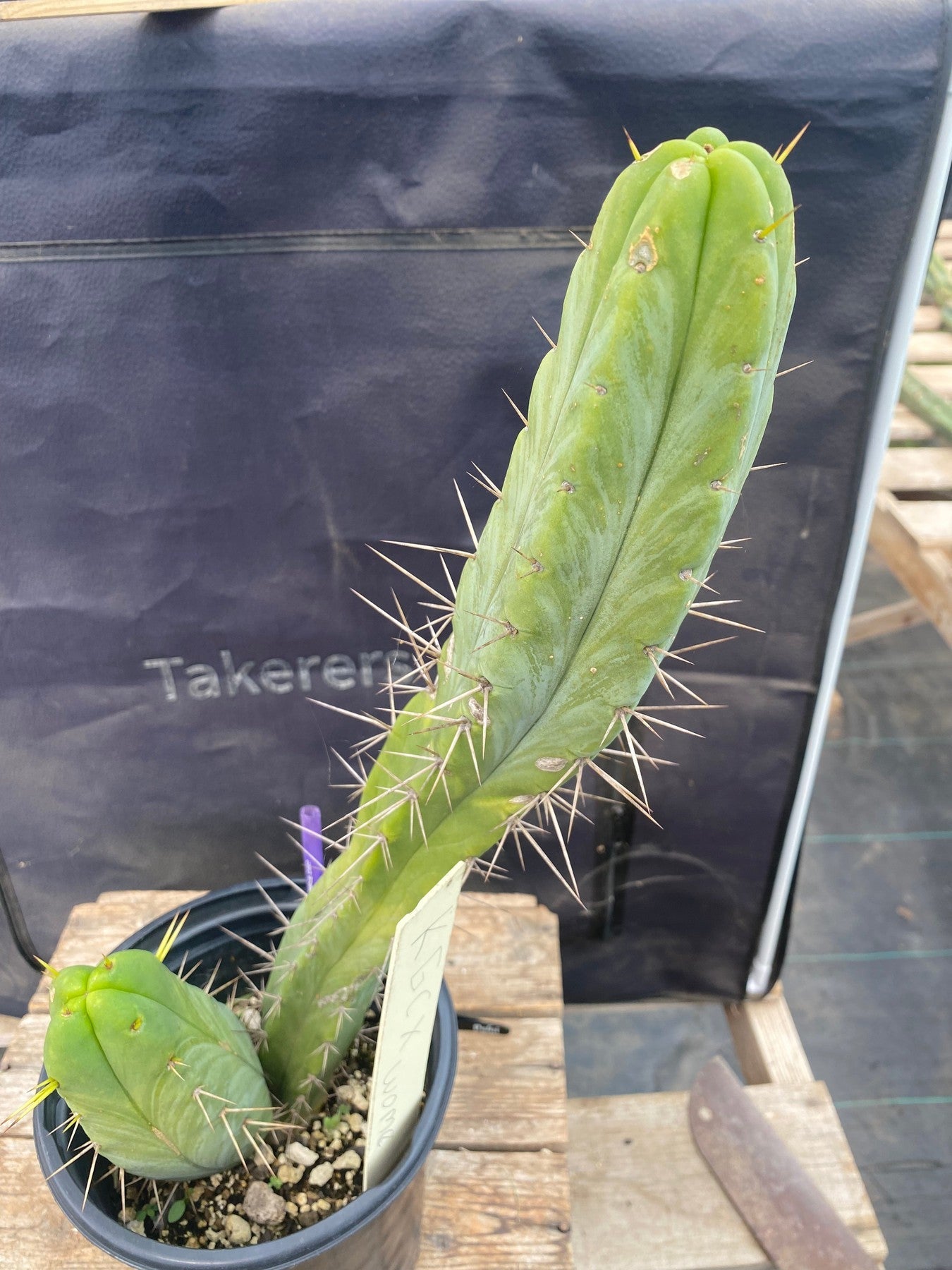#EC208 EXACT Trichocereus Hybrid Bridgesii KGC X Bridgesii Wowie Ornamental Cactus 16”-Cactus - Large - Exact-The Succulent Source