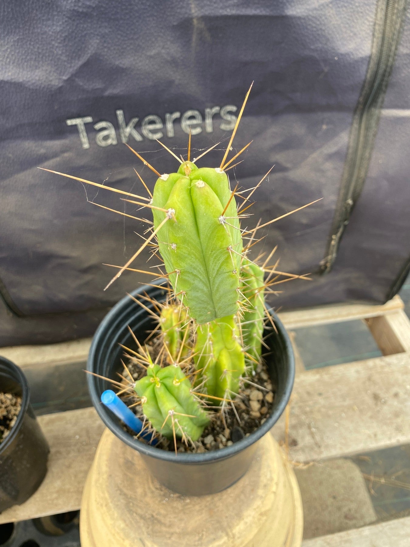 #EC208 EXACT Trichocereus Hybrid Bridgesii TIG X Bridgesii Eileen Ornamental Cactus 10.5”-Cactus - Large - Exact-The Succulent Source