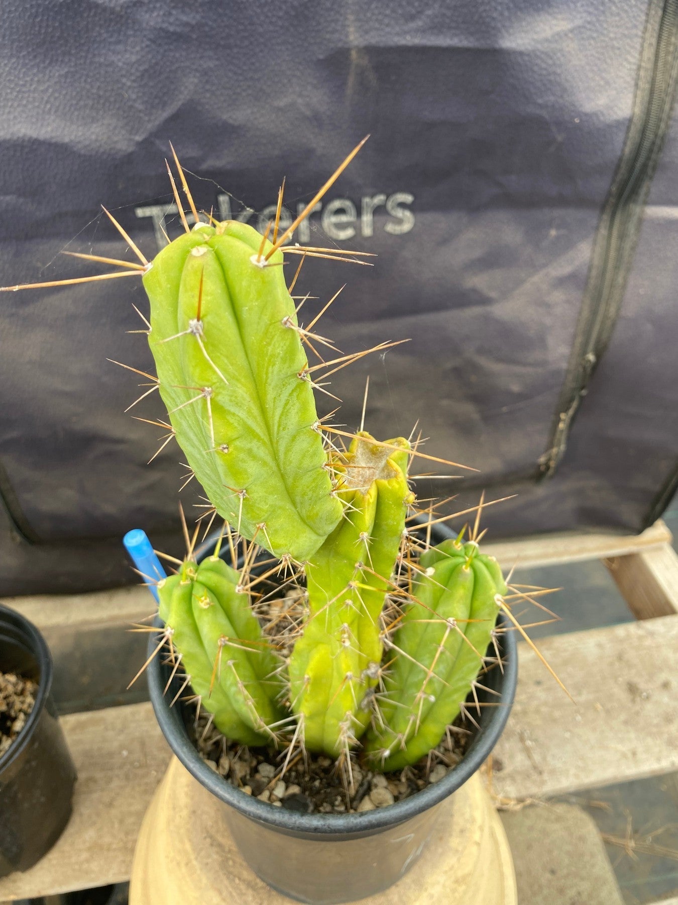 #EC208 EXACT Trichocereus Hybrid Bridgesii TIG X Bridgesii Eileen Ornamental Cactus 10.5”-Cactus - Large - Exact-The Succulent Source