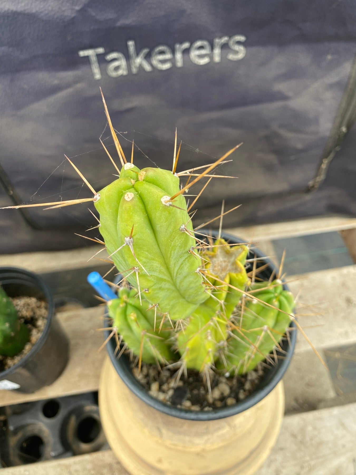 #EC208 EXACT Trichocereus Hybrid Bridgesii TIG X Bridgesii Eileen Ornamental Cactus 10.5”-Cactus - Large - Exact-The Succulent Source