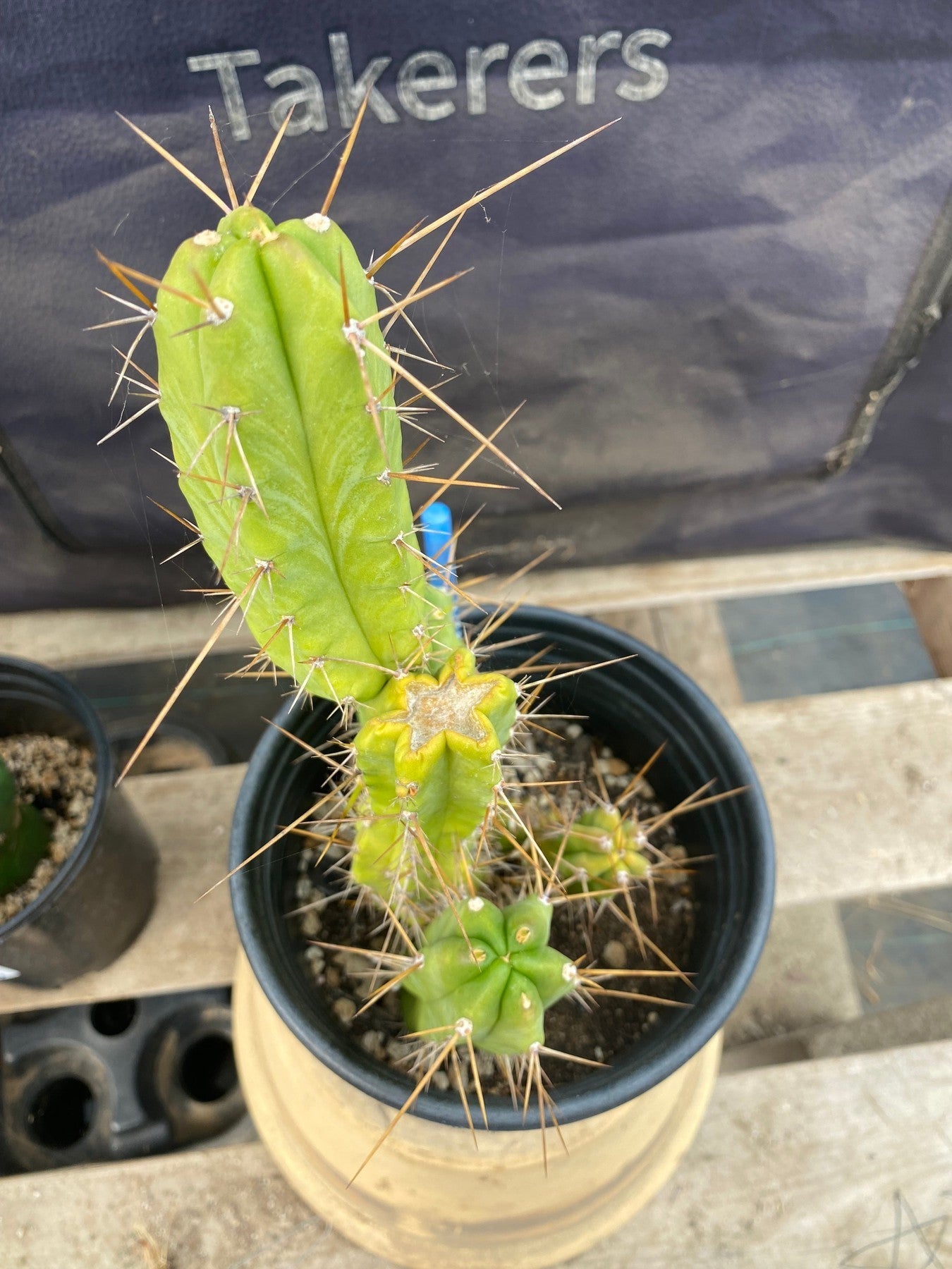 #EC208 EXACT Trichocereus Hybrid Bridgesii TIG X Bridgesii Eileen Ornamental Cactus 10.5”-Cactus - Large - Exact-The Succulent Source