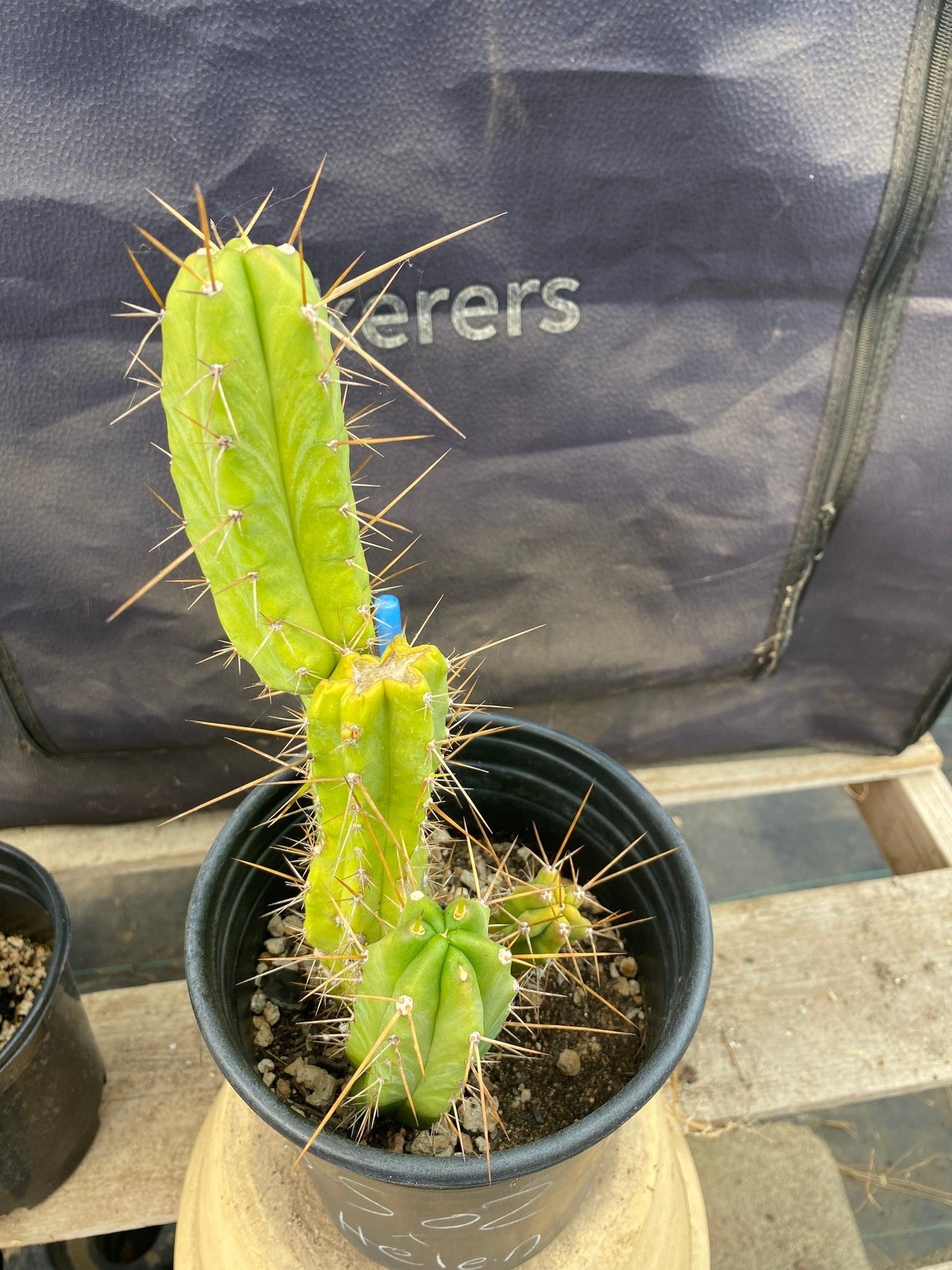 #EC208 EXACT Trichocereus Hybrid Bridgesii TIG X Bridgesii Eileen Ornamental Cactus 10.5”-Cactus - Large - Exact-The Succulent Source