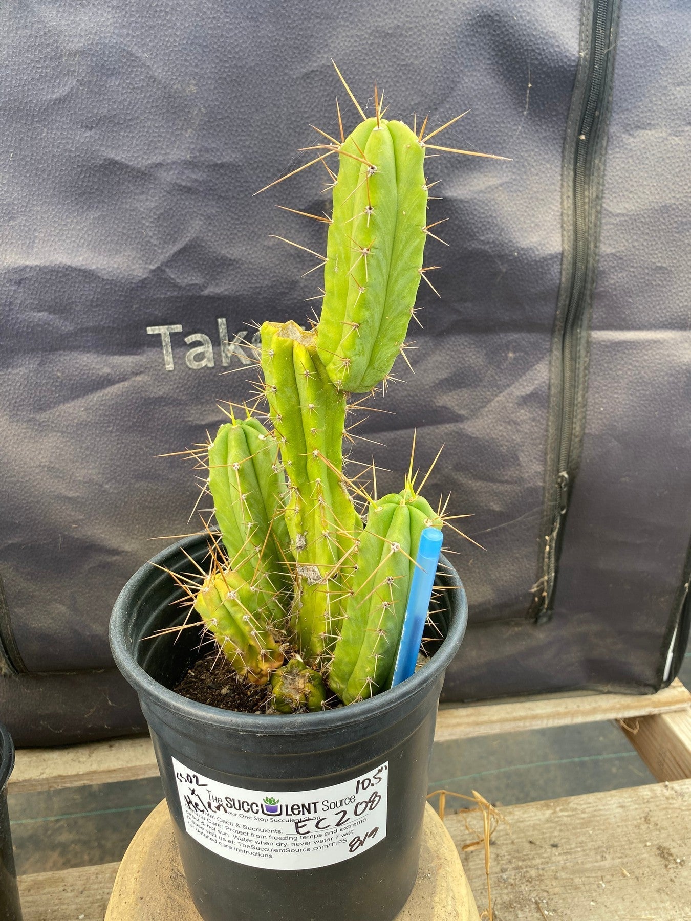 #EC208 EXACT Trichocereus Hybrid Bridgesii TIG X Bridgesii Eileen Ornamental Cactus 10.5”-Cactus - Large - Exact-The Succulent Source