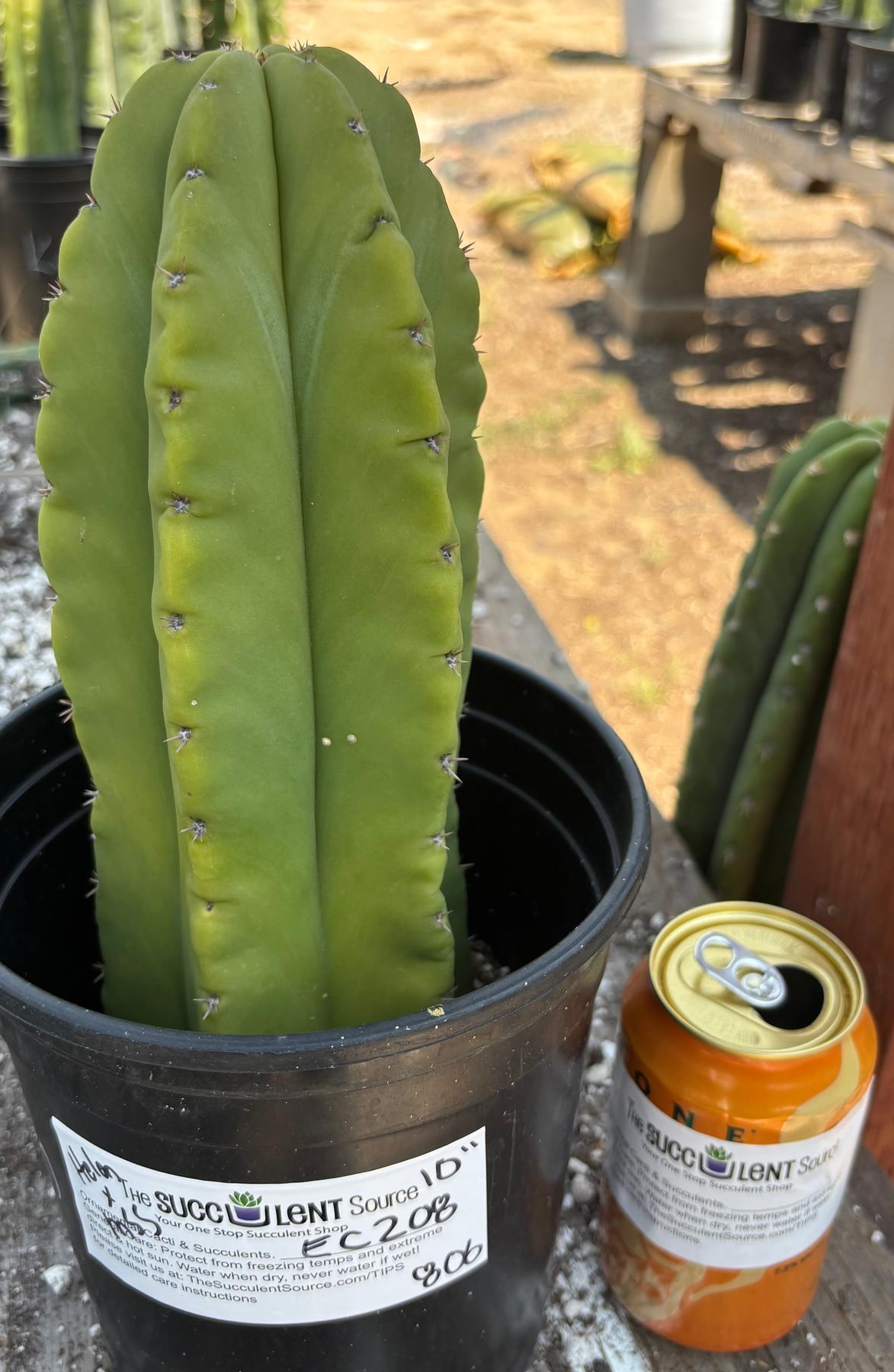 #EC208 EXACT Trichocereus Hybrid Scop Helon X Scop MSS Cactus 10”-Cactus - Large - Exact-The Succulent Source