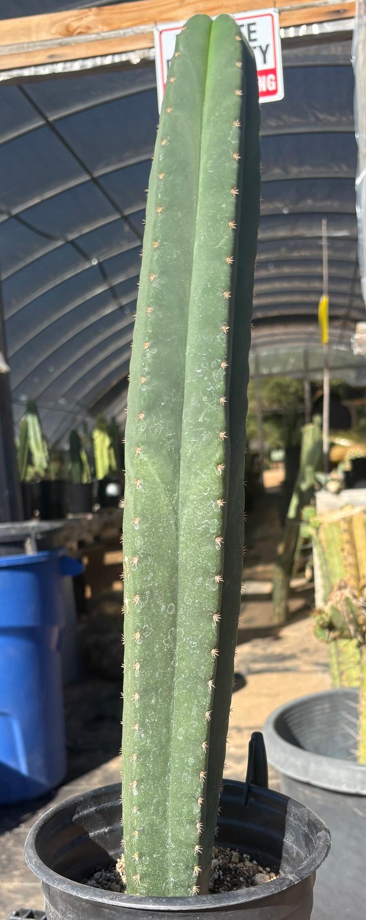 #EC208 EXACT Trichocereus Hybrid Scop Kesey X Pachanoi Torres n Torres Cactus 18”-Cactus - Large - Exact-The Succulent Source