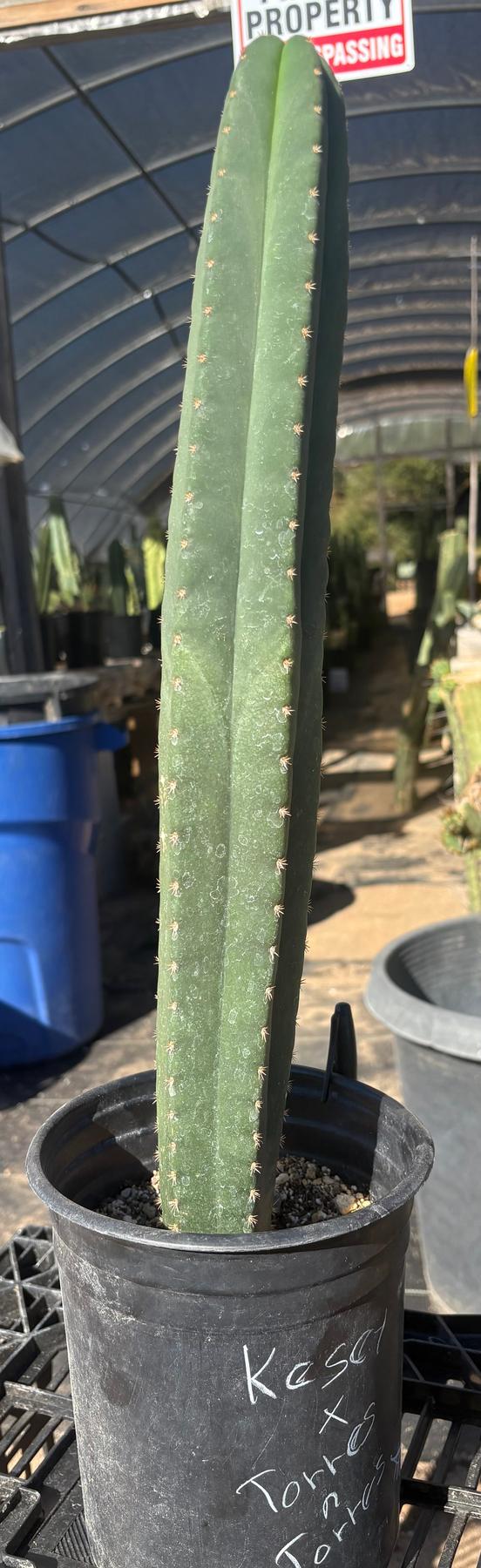 #EC208 EXACT Trichocereus Hybrid Scop Kesey X Pachanoi Torres n Torres Cactus 18”-Cactus - Large - Exact-The Succulent Source