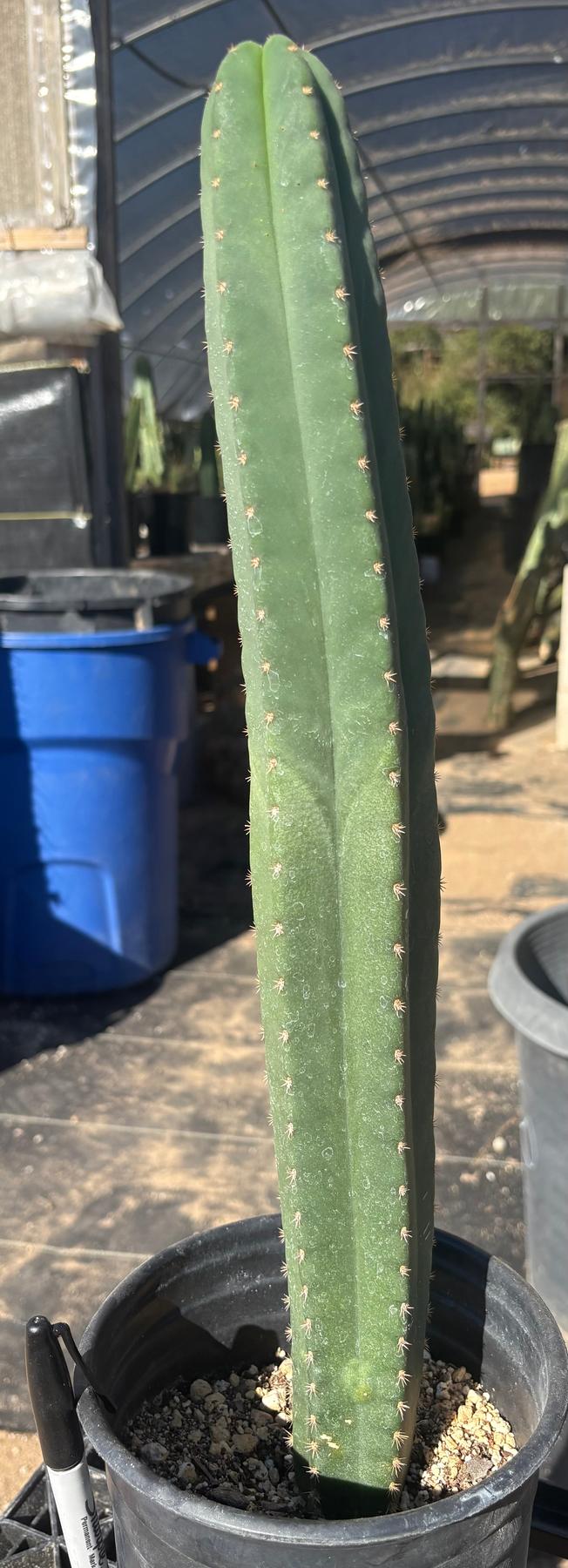 #EC208 EXACT Trichocereus Hybrid Scop Kesey X Pachanoi Torres n Torres Cactus 18”-Cactus - Large - Exact-The Succulent Source
