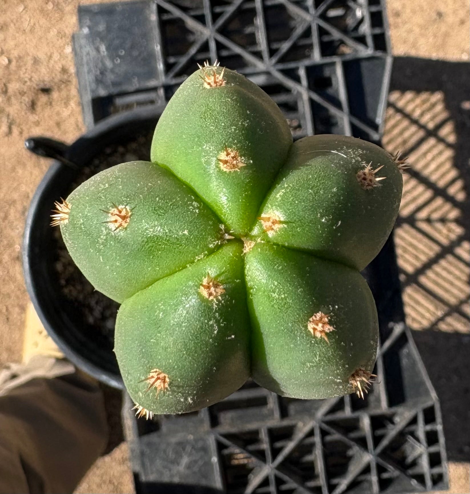 #EC208 EXACT Trichocereus Hybrid Scop Kesey X Pachanoi Torres n Torres Cactus 18”-Cactus - Large - Exact-The Succulent Source