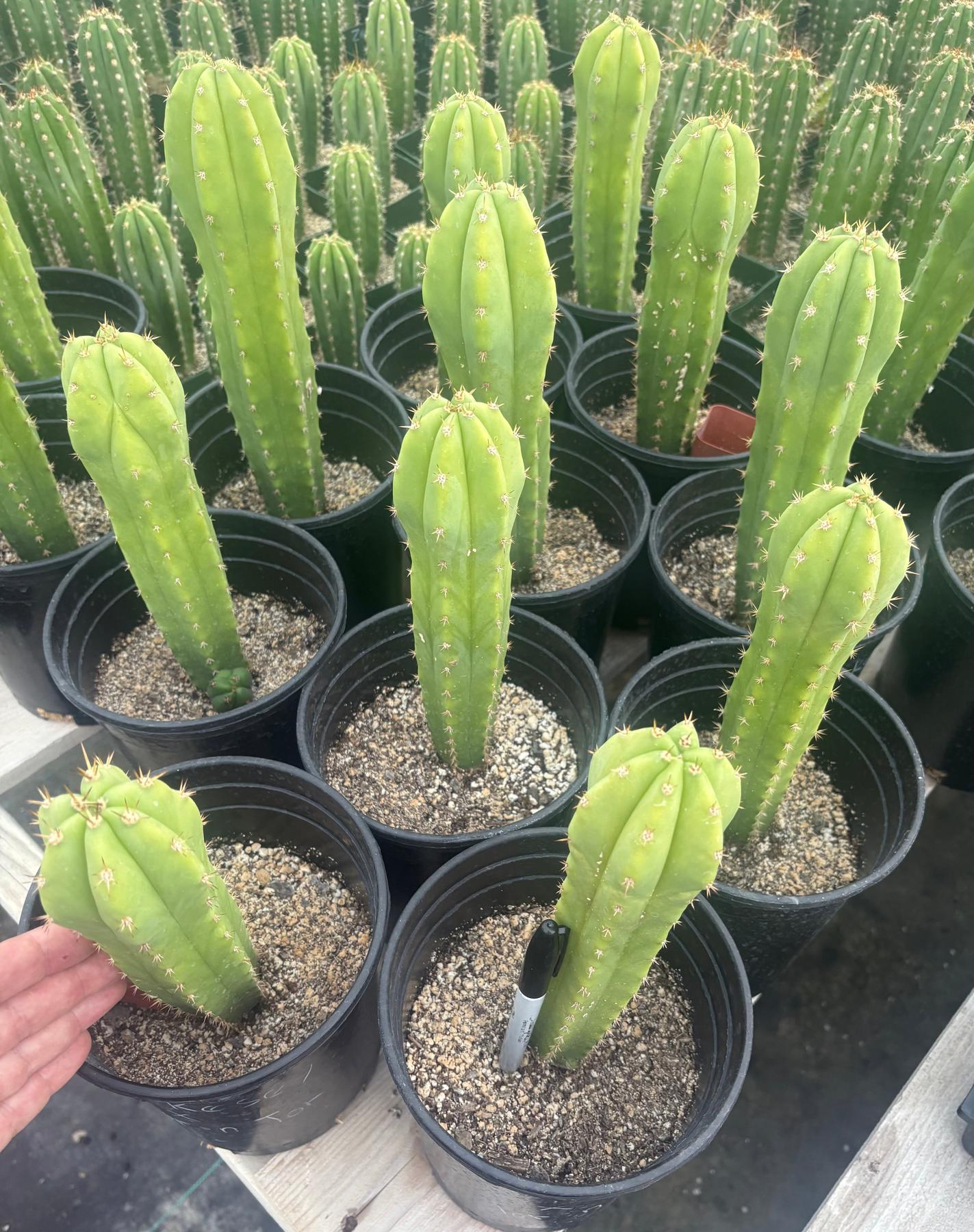#EC208 EXACT Trichocereus Hybrid Scop Kesey X Pachanoi Torres n Torres Cactus-Cactus - Large - Exact-The Succulent Source