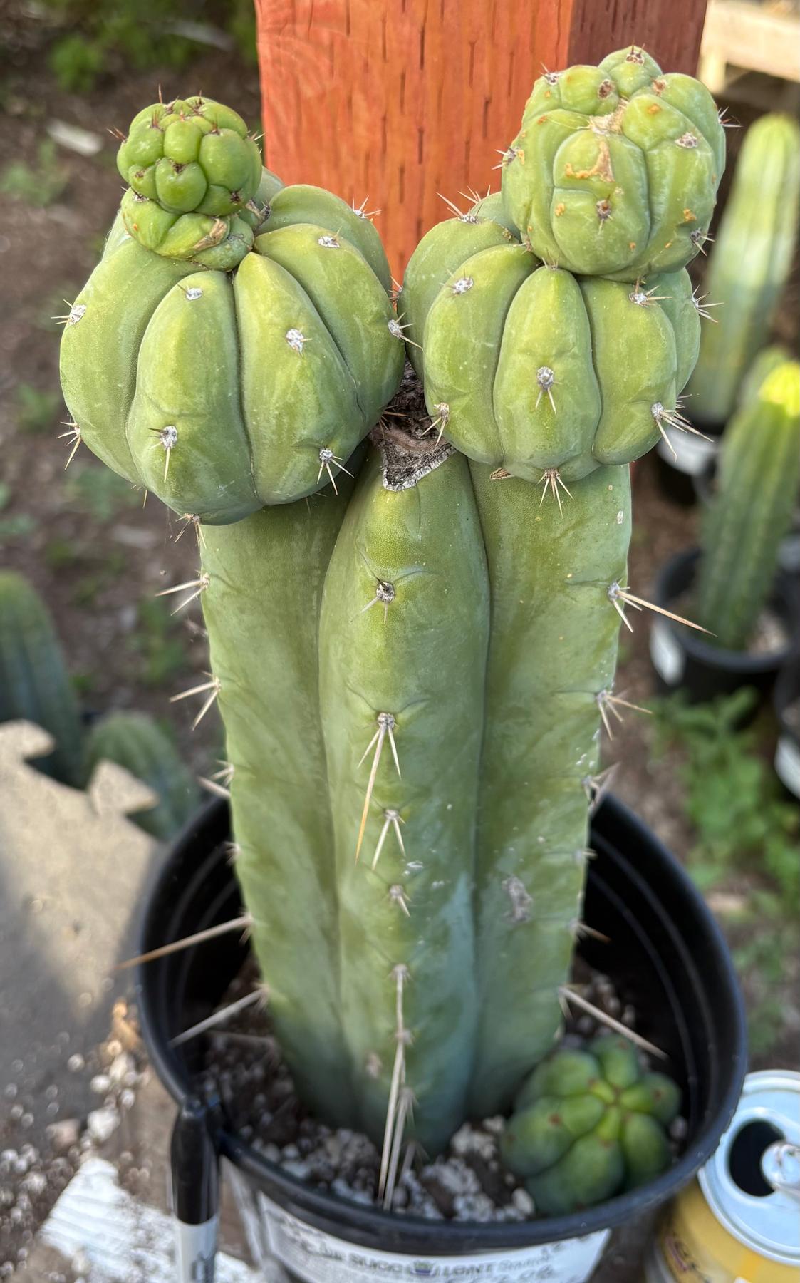 #EC208 EXACT Trichocereus Hybrid Tig X Huanu X Playa Bonita Cactus 12.5”-Cactus - Large - Exact-The Succulent Source