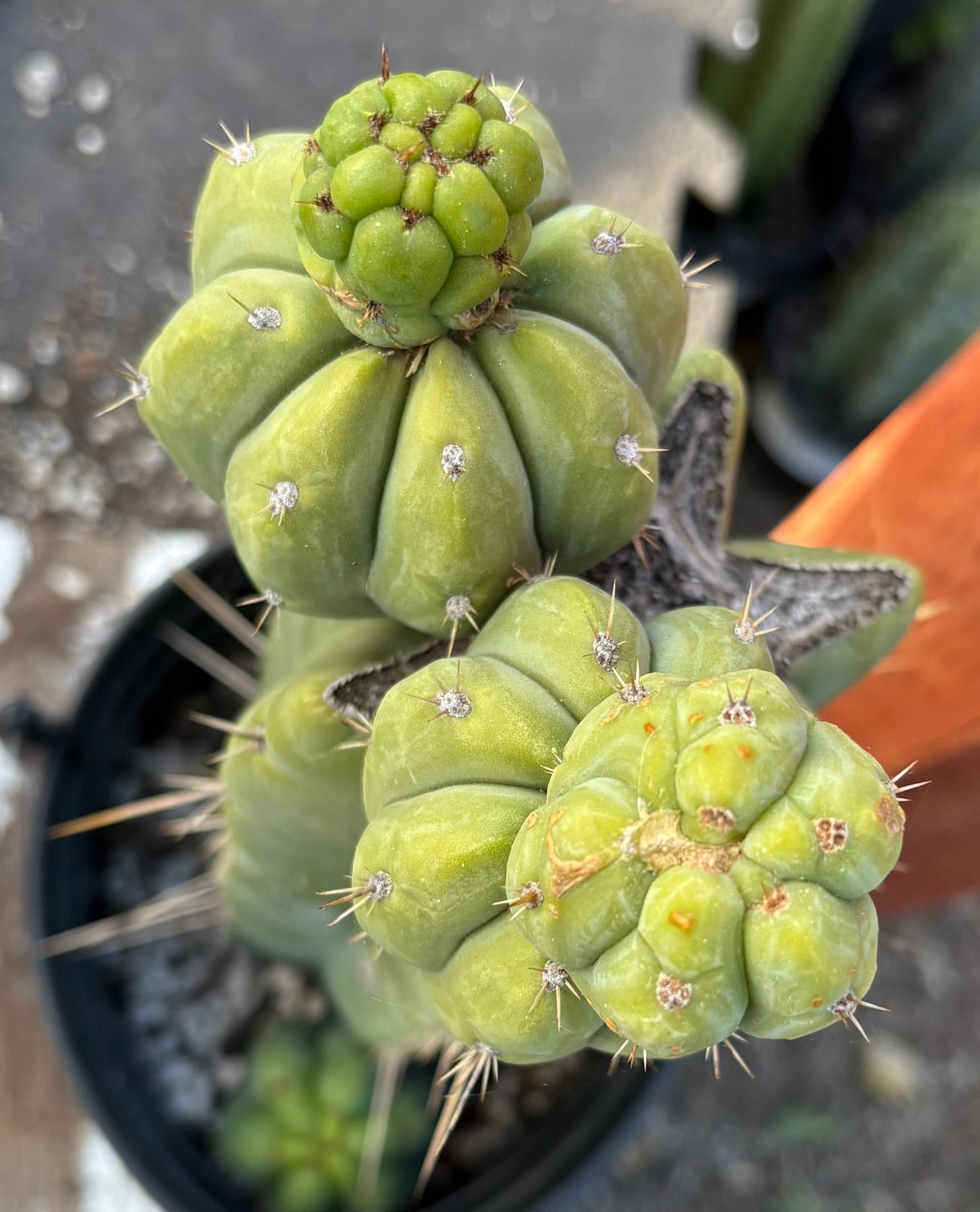 #EC208 EXACT Trichocereus Hybrid Tig X Huanu X Playa Bonita Cactus 12.5”-Cactus - Large - Exact-The Succulent Source
