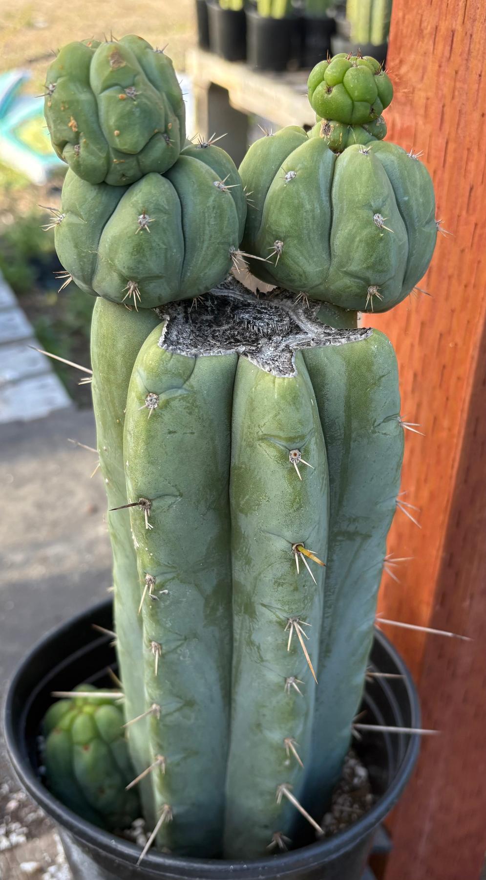 #EC208 EXACT Trichocereus Hybrid Tig X Huanu X Playa Bonita Cactus 12.5”-Cactus - Large - Exact-The Succulent Source