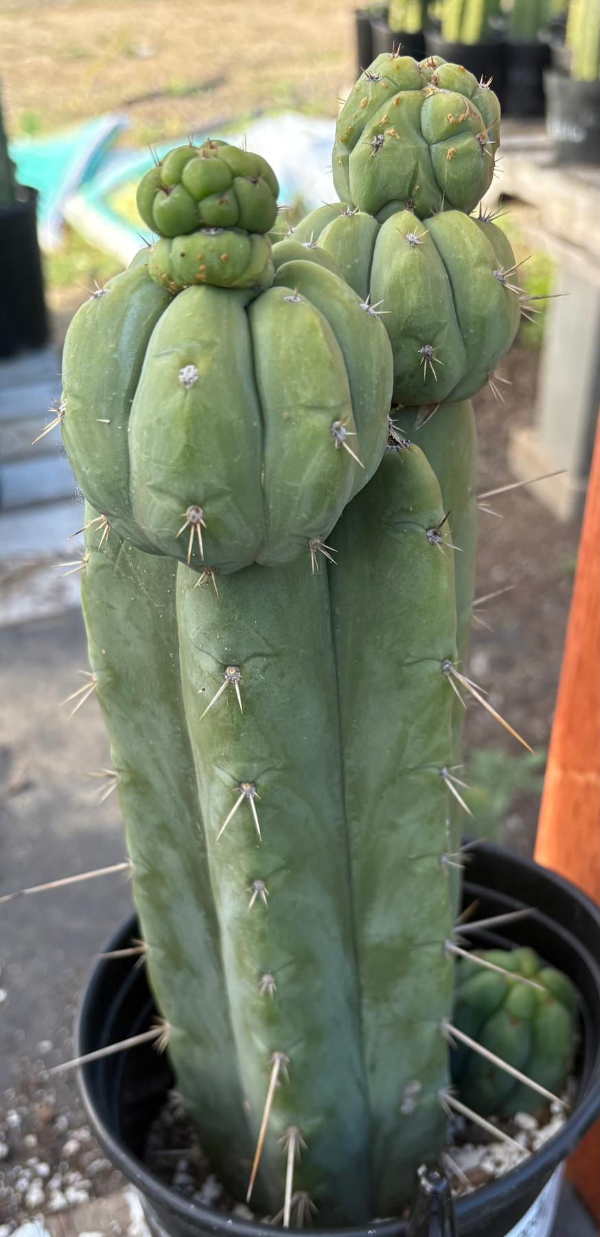 #EC208 EXACT Trichocereus Hybrid Tig X Huanu X Playa Bonita Cactus 12.5”-Cactus - Large - Exact-The Succulent Source