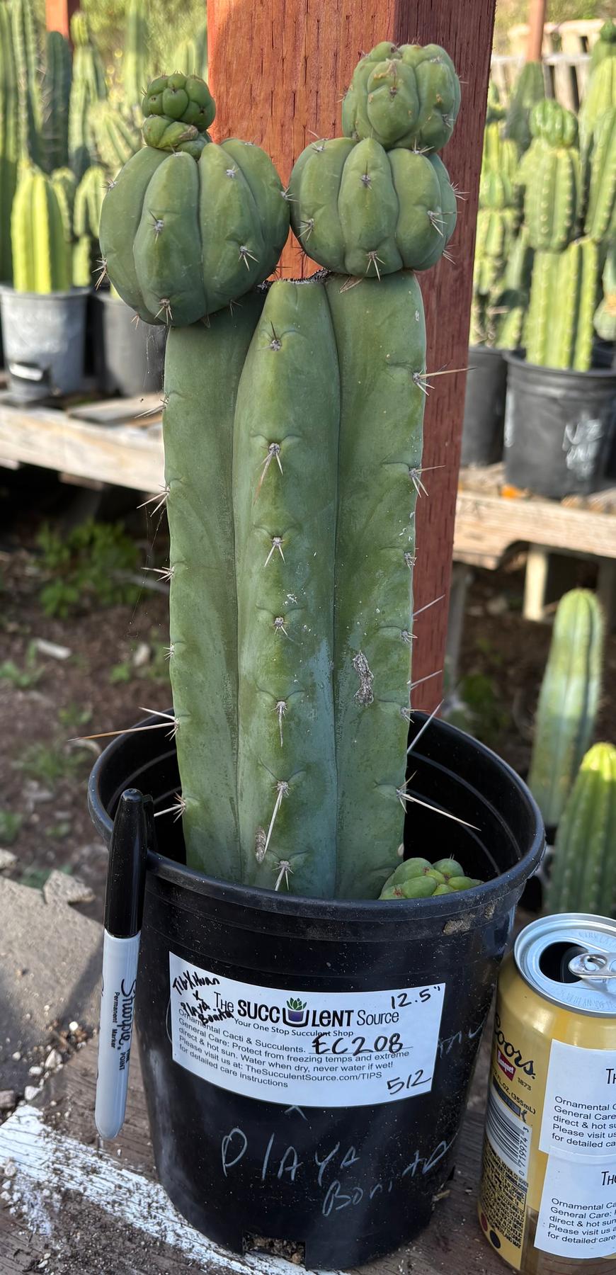 #EC208 EXACT Trichocereus Hybrid Tig X Huanu X Playa Bonita Cactus 12.5”-Cactus - Large - Exact-The Succulent Source