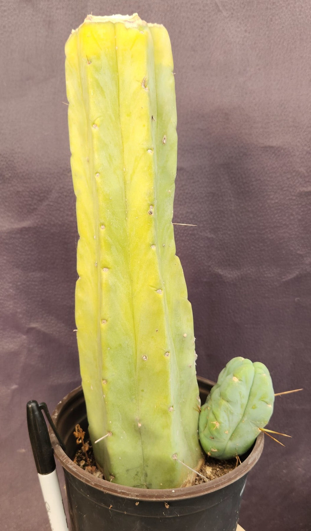 #EC209 EXACT Trichocereus Bald Bridgesii w 4 Rib Cactus 12"-Cactus - Large - Exact-The Succulent Source