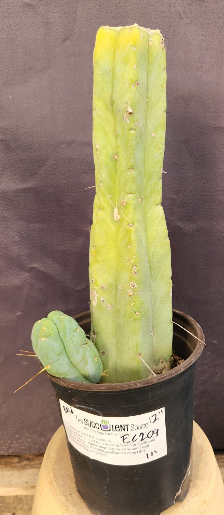 #EC209 EXACT Trichocereus Bald Bridgesii w 4 Rib Cactus 12"-Cactus - Large - Exact-The Succulent Source