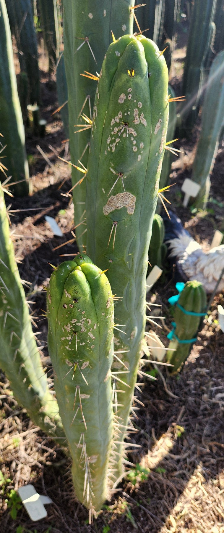 #EC209 EXACT Trichocereus Bridgesii Jiimz 4 Rib Cactus Cutting 15"