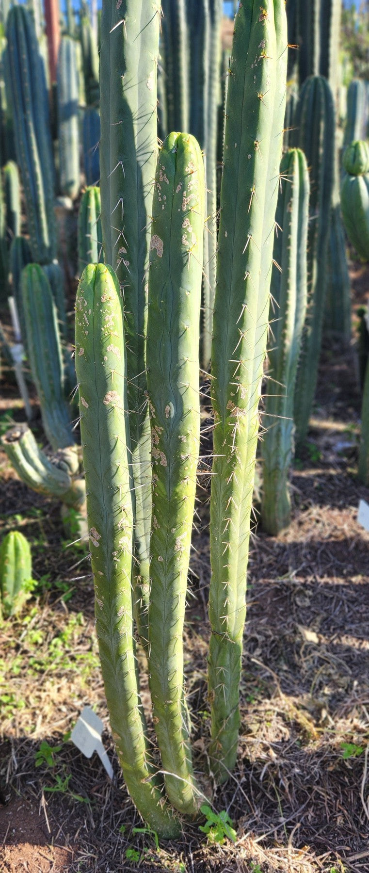 #EC209 EXACT Trichocereus Bridgesii Jiimz 4 Rib Cactus Cutting 15"-Cactus - Large - Exact-The Succulent Source