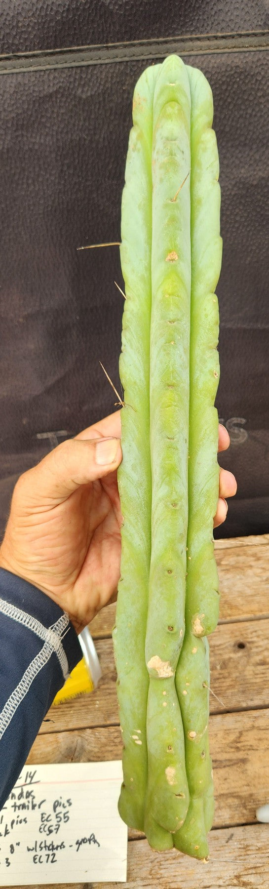 #EC209 EXACT Trichocereus Bridgesii Jiimz Drip Cactus Cutting 15"