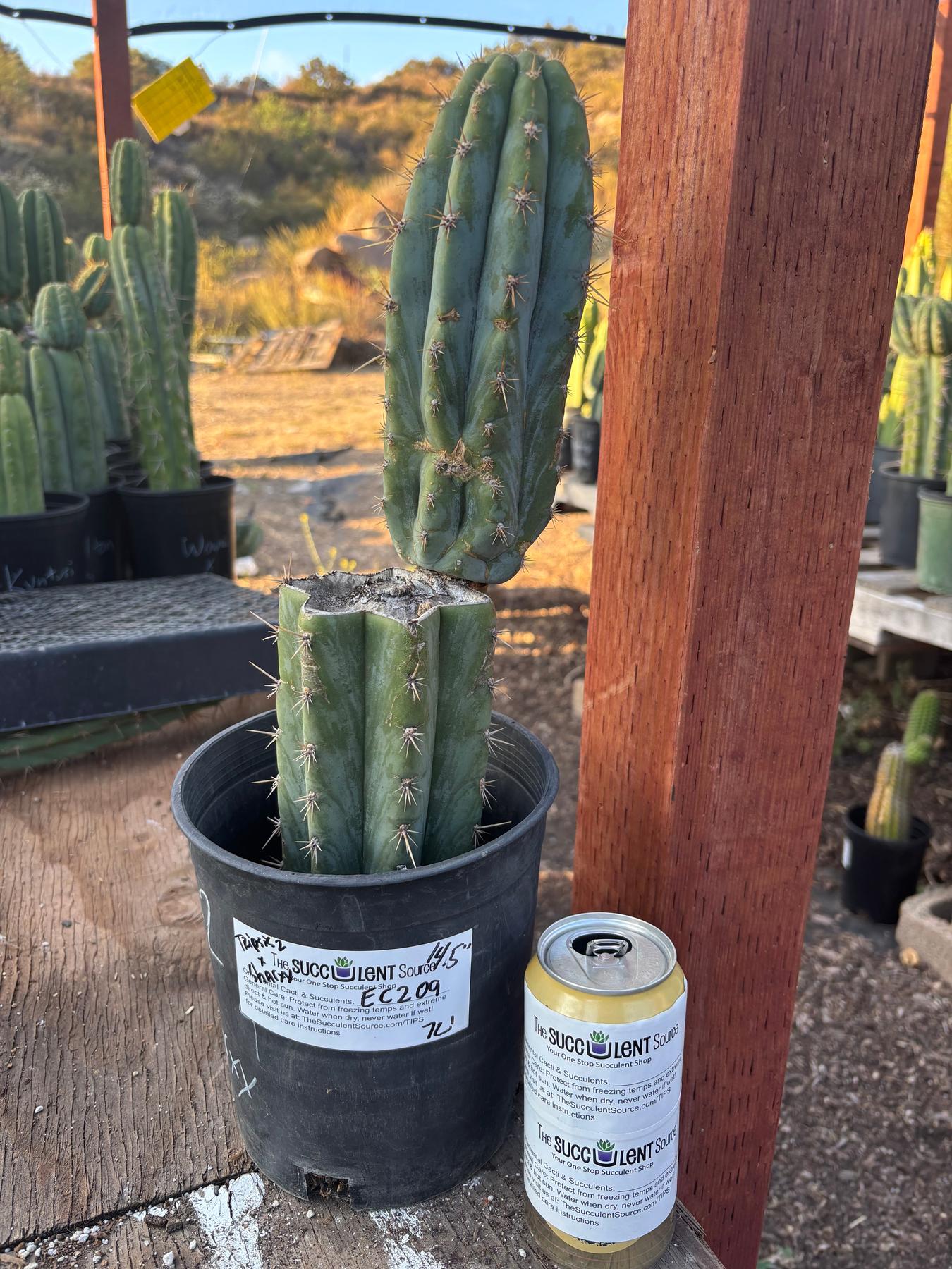 #EC209 EXACT Trichocereus Peruvianus Tripsis2 X Sharxx Blue Cactus 14.5"-Cactus - Large - Exact-The Succulent Source